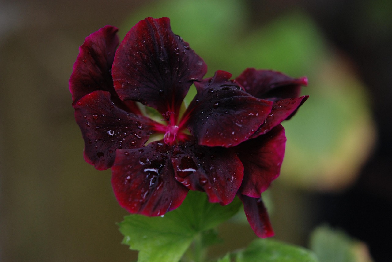 Röd Reste Sig Blomma - Gratis foto på Pixabay - Pixabay