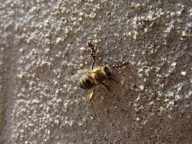 Free Bee Ants photo and picture