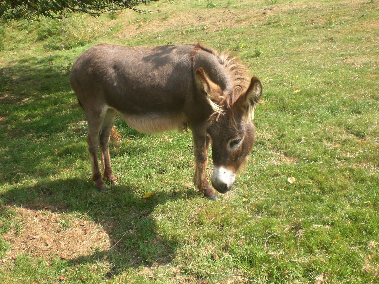 Donkey Animal Free photo on Pixabay Pixabay