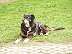dog, bernese, mountain