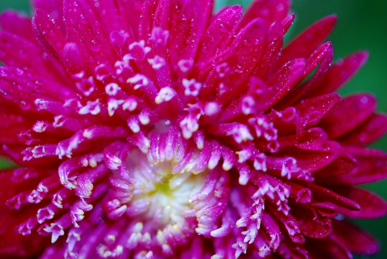 Flower Macro Pink - Free photo on Pixabay - Pixabay