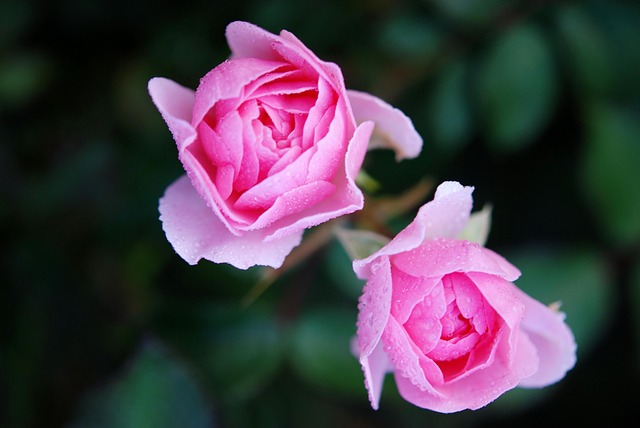 Plus de 500 000 images de Fleurs Roses et de Fleurs - Pixabay