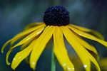 flower, yellow, nature