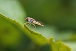 horsefly, insect, wing
