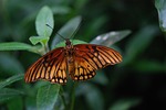 butterfly, insect, wing