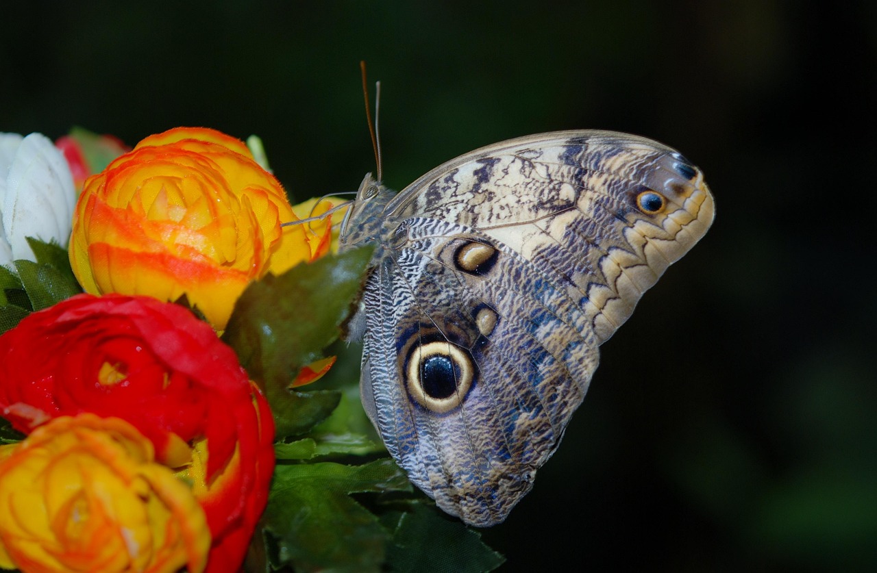 morpho-peleides-23020_1280.jpg