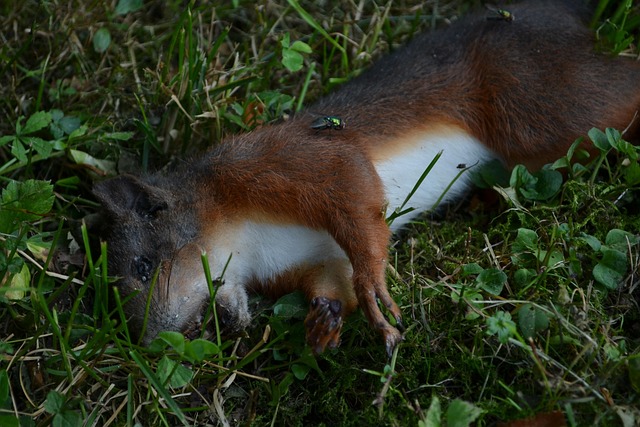 Totes Eichhörnchen, Eichhörnchen, Tier