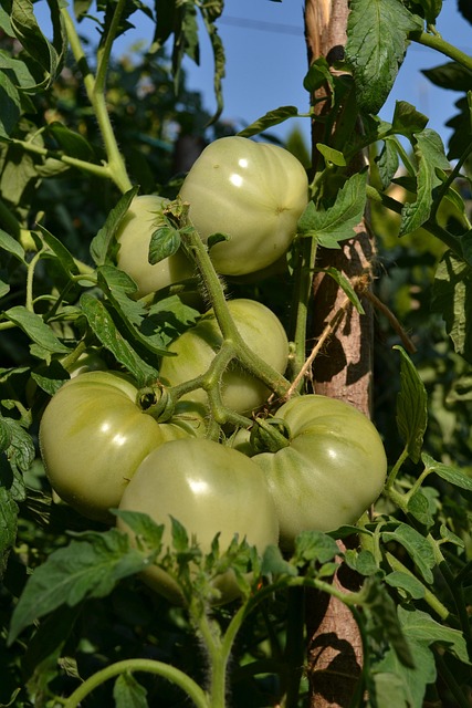 Grüne Tomaten, Natur, Tomaten, Gemüse