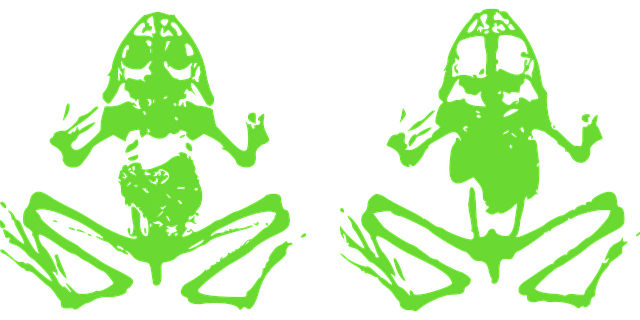 Free frog amphibian toad illustration