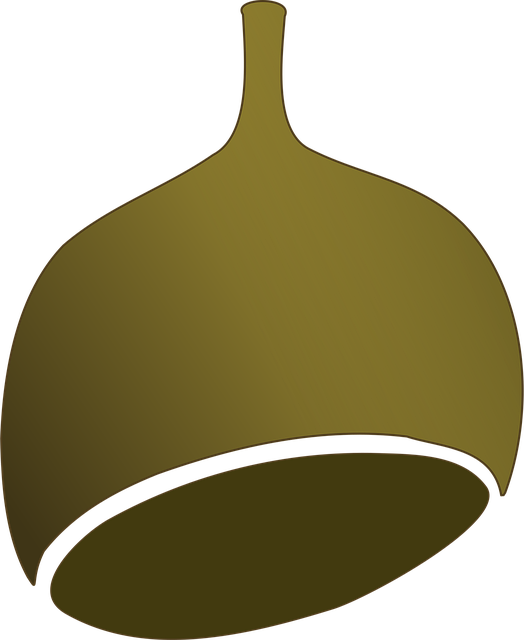 Free nut eucalyptus fruit illustration