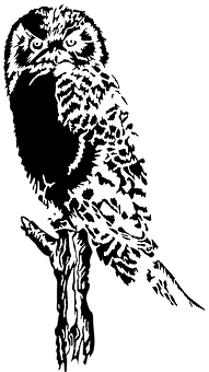 20+ Free Owl Tree &amp; Owl Vectors - Pixabay