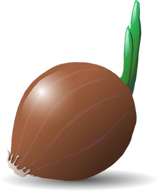Download free HD stock image of Onion Food Free onion food vegetables illustration