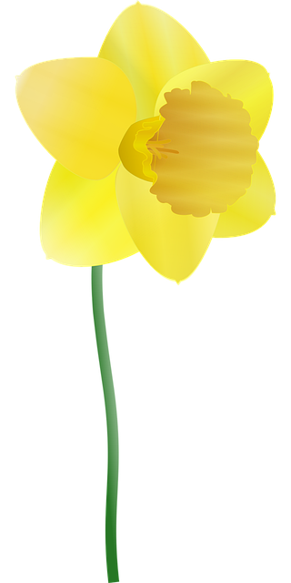 Free daffodil yellow flower background vector