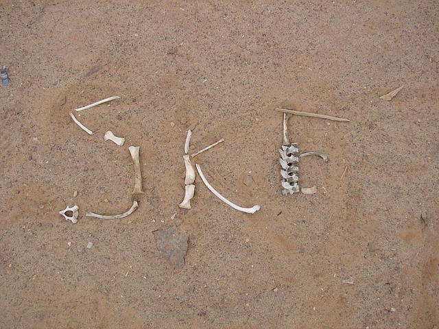 Free Skeleton Coast Desert photo and picture