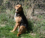 dog, foxhound, hound