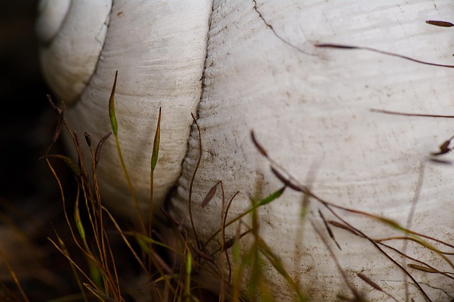 Free Shell Macro photo and picture