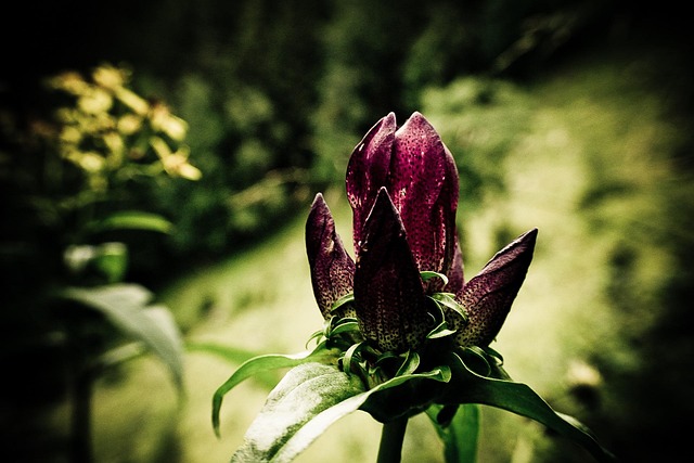 Free Flower Purple photo and picture