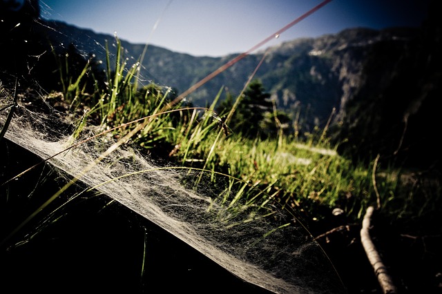 Free Mountain Cobweb photo and picture