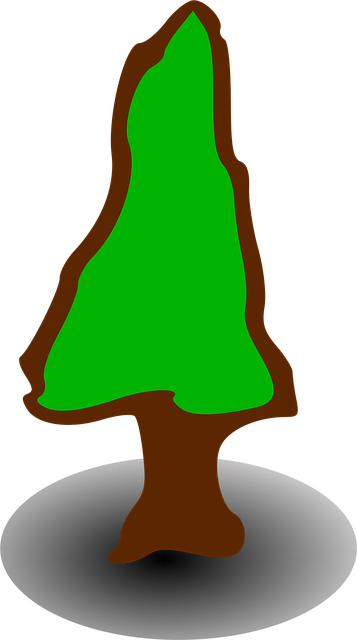 Copac, Conifer, Conifere, Semne, Natura