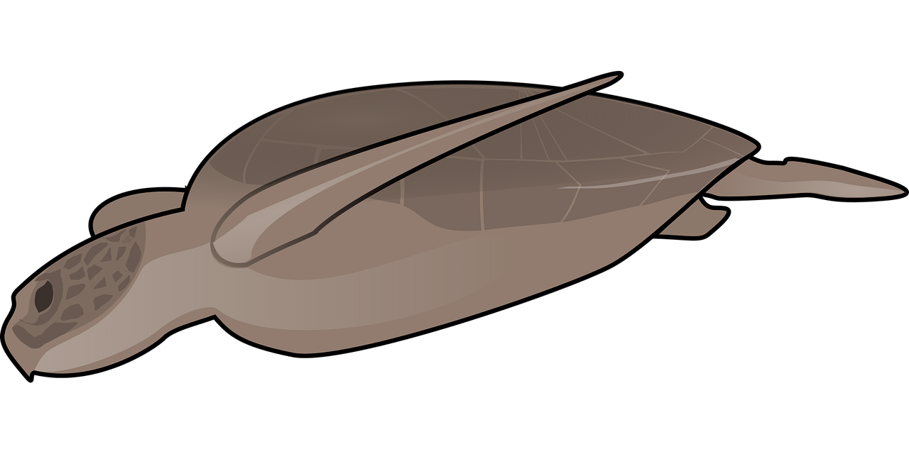 brown turtle on black background clip art preview