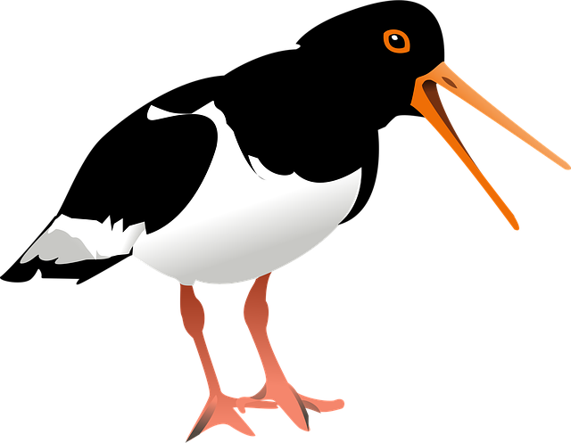 Free oyster catcher nature illustration