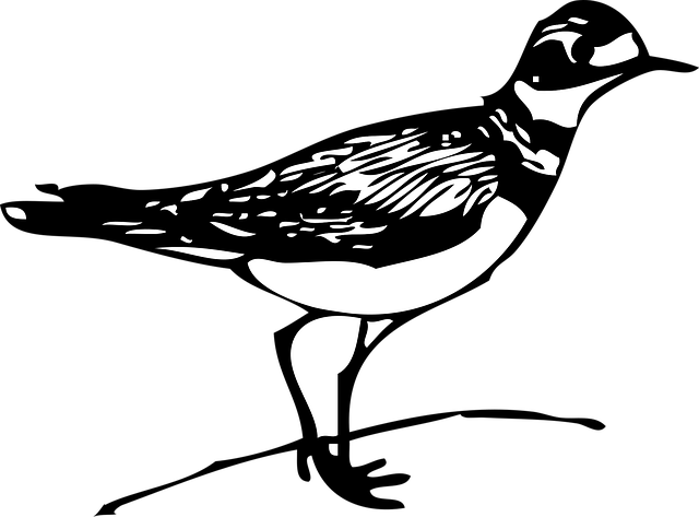 Download free HD stock image of Bird Nature Free bird nature killdeer vector