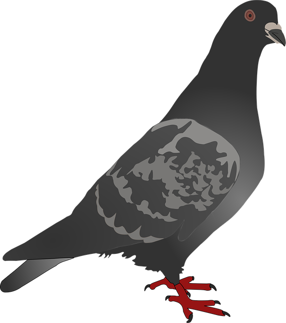 Free pigeon dove bird illustration