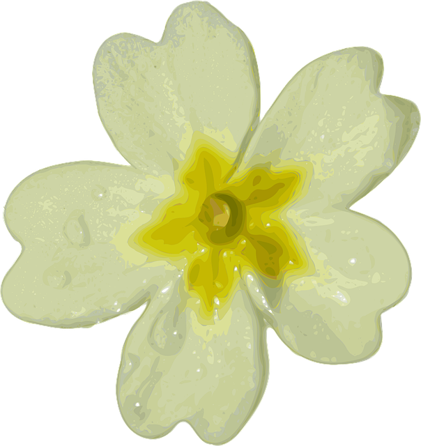 Blomst, Snøklokke, Hage, Anlegg, Hvit