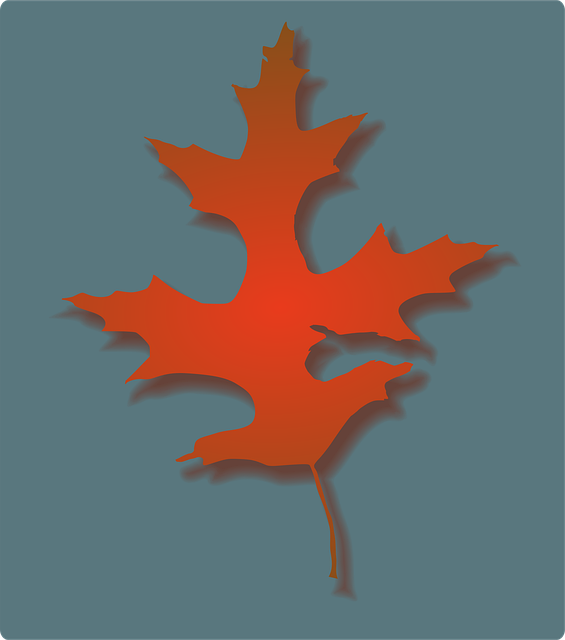 Free oak leaf nature leaves vector