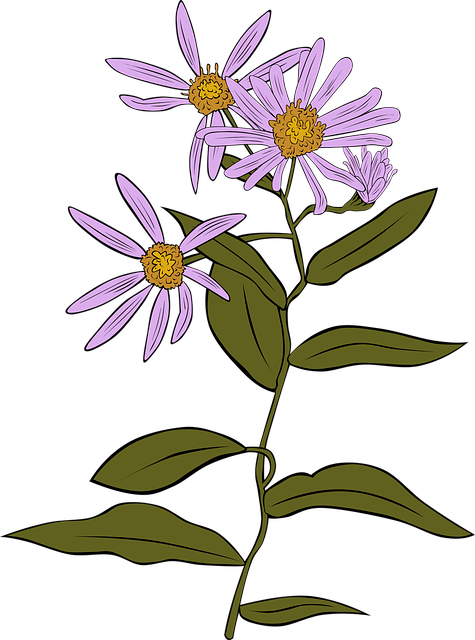 Free coneflower echinacea aster vector