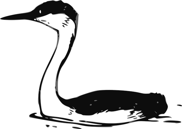 Free bird water nature vector