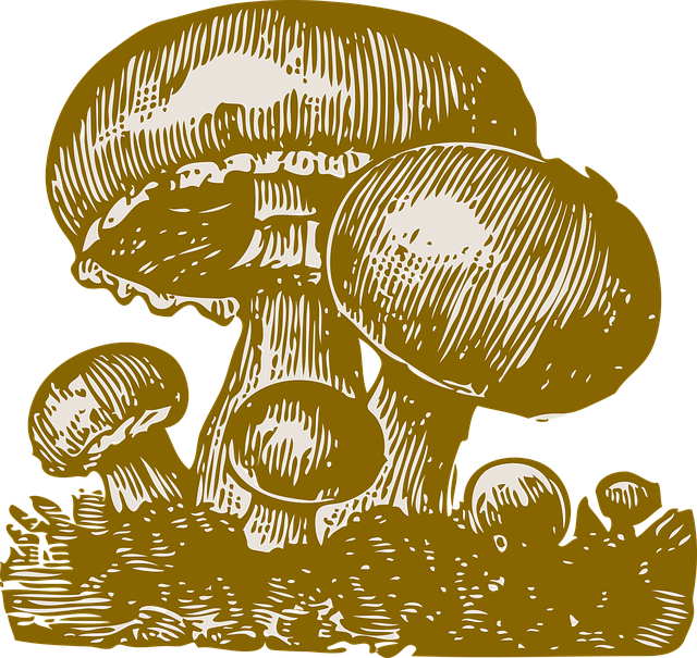 Free mushroom nature forest illustration