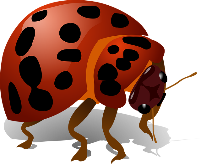 Download free HD stock image of Ladybug Bug Free ladybug bug insect illustration