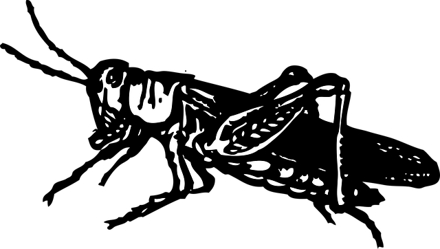 Free grasshopper nature black illustration