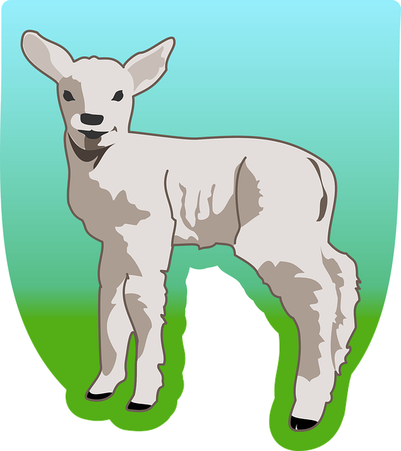 Free lamb sheep livestock illustration