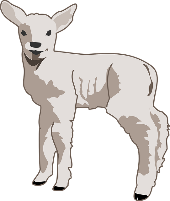 Free lamb young animal illustration