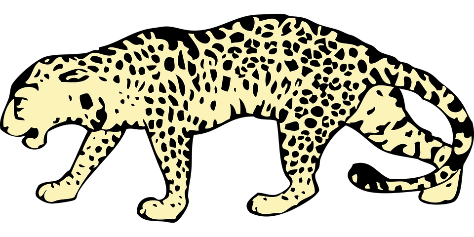 70+ Free Leopard Print &amp; Leopard Images - Pixabay