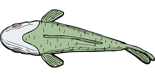 Free Fish Aquatic vector and picture