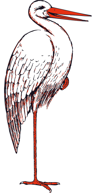 Free stork bird nature vector