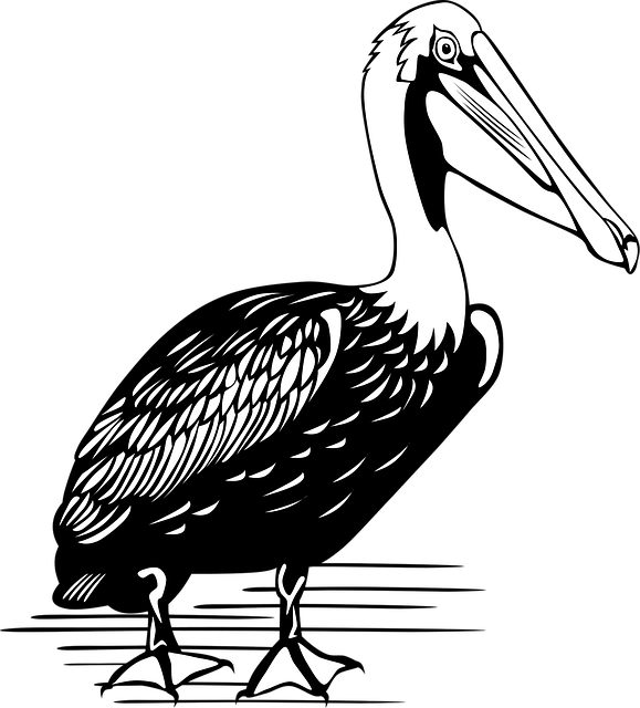 Free pelican bird large vector