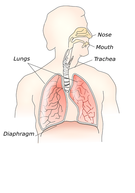 Anatomi, Legeme, Organer, Biologi