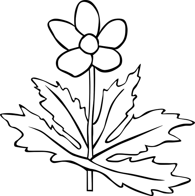 Free anemone flower plant vector