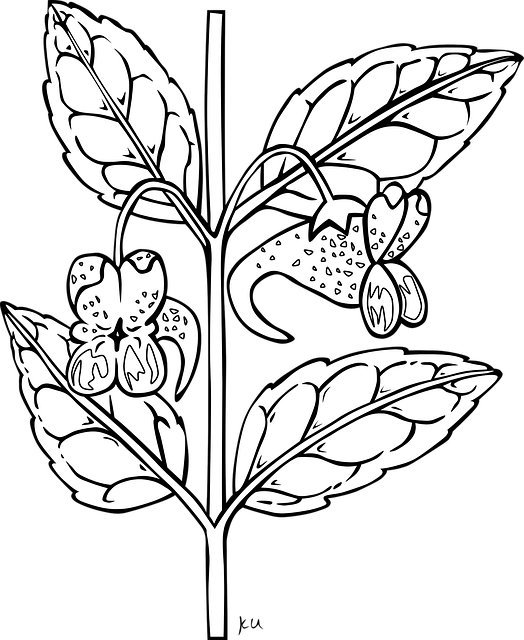 Impatiens, Flor, Planta, Folha, Flora