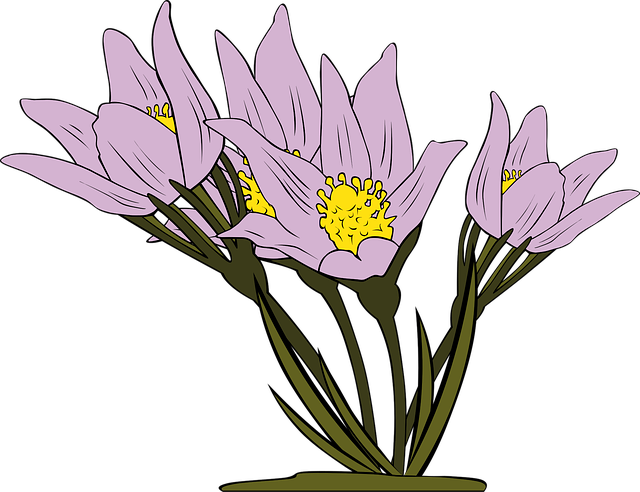 Free anemone flowers flower background vector