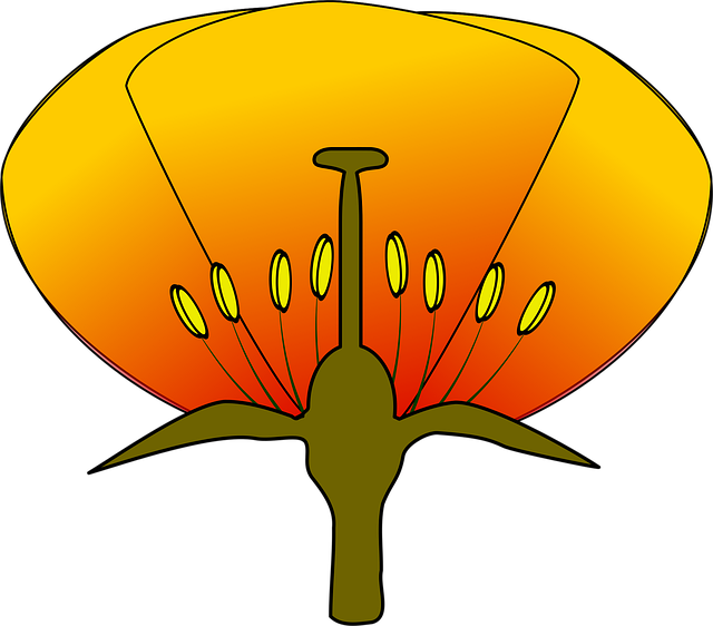 Free flower dissection dissected illustration