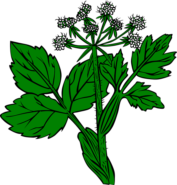 Free plant snakeroot white vector