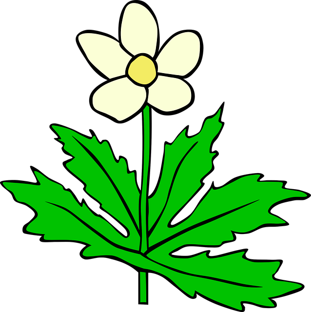 Free anemone flower wallpaper nature vector