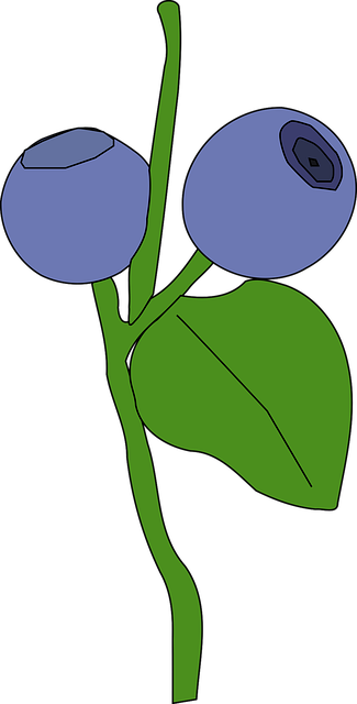 Free blueberry berry blueberries vector