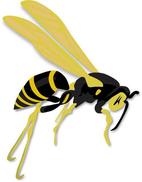 Free wasp insect hymenoptera illustration