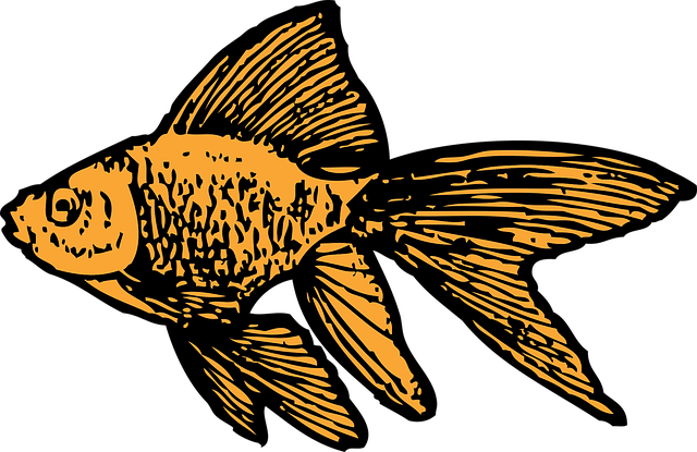 Goldfisch, Aquarium, Natur, Panzer